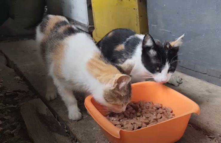 turchia gatta piccoli altruismo