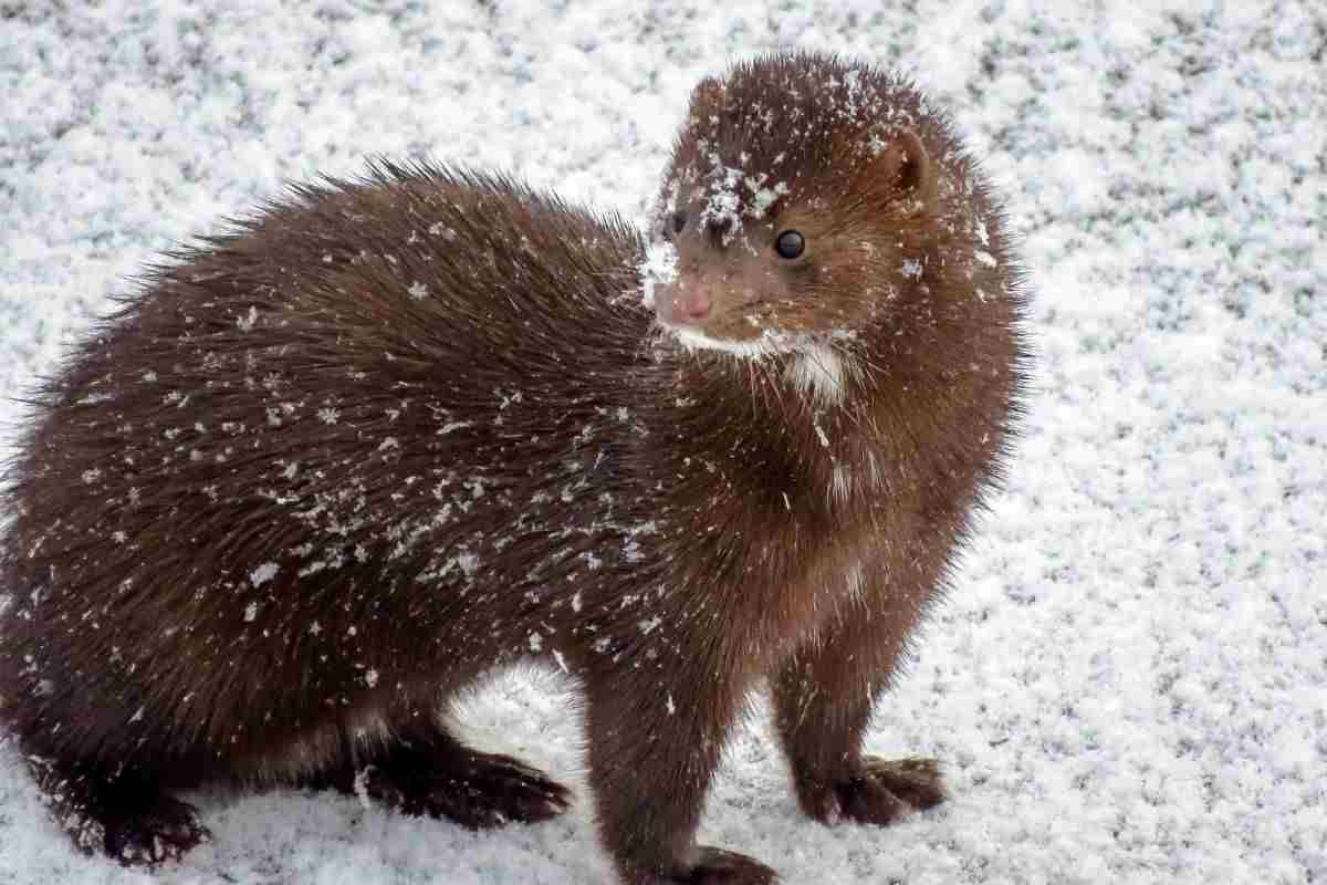 visone tra la neve