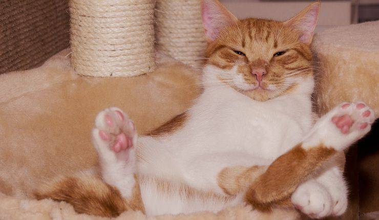 gatto con zampe all'insù
