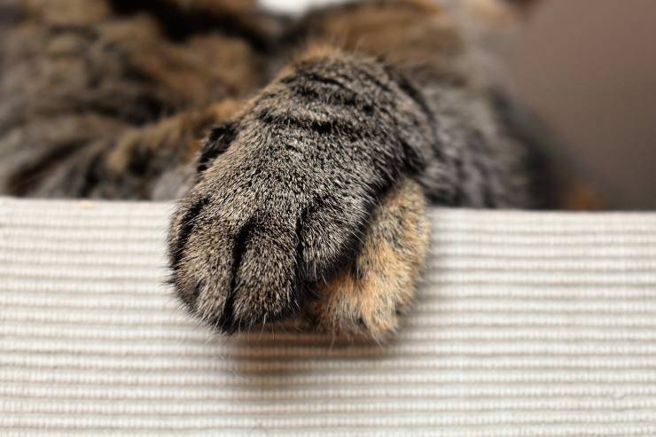 zampine gatto 