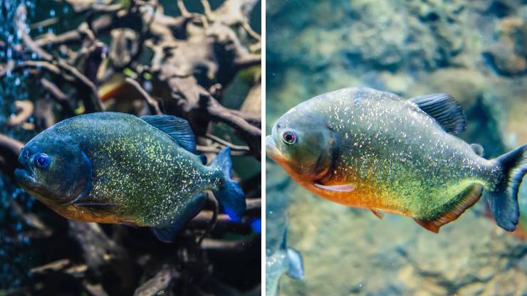 piranha