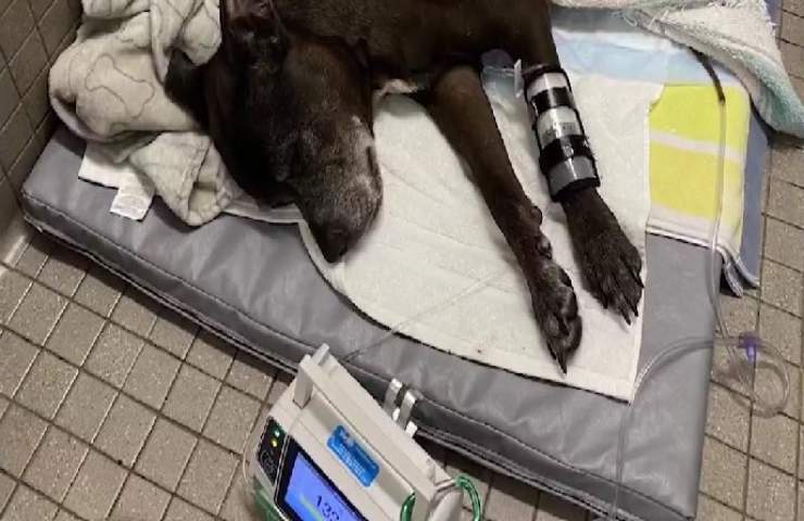Picchia il cane e gli lega una cinghia al collo