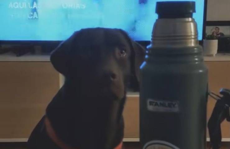 cane che guarda male