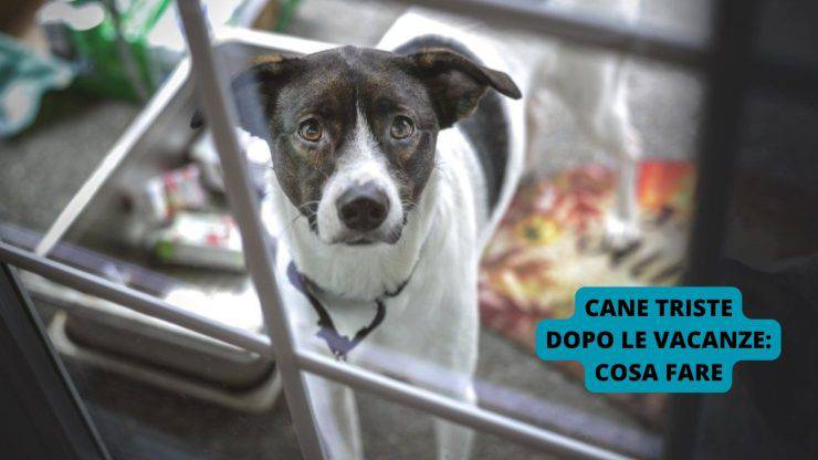 cane triste