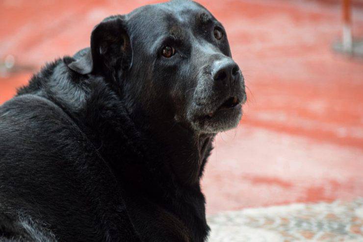 Cane adulto appena adottato Fido adulto appena adottato