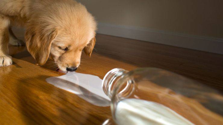 Cane beve latte dalla bottiglia