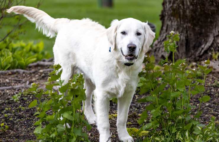Cane con coda rigida