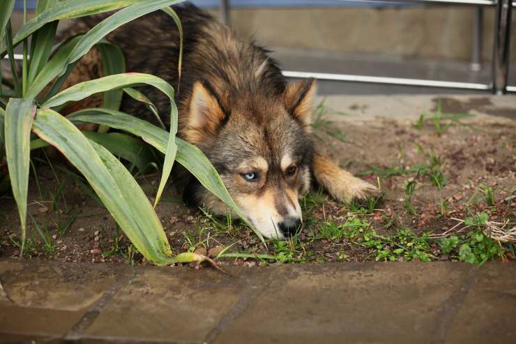 cane con un occhio azzurro e uno marrone