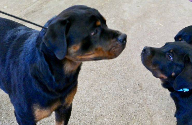 Cane grande e piccolo