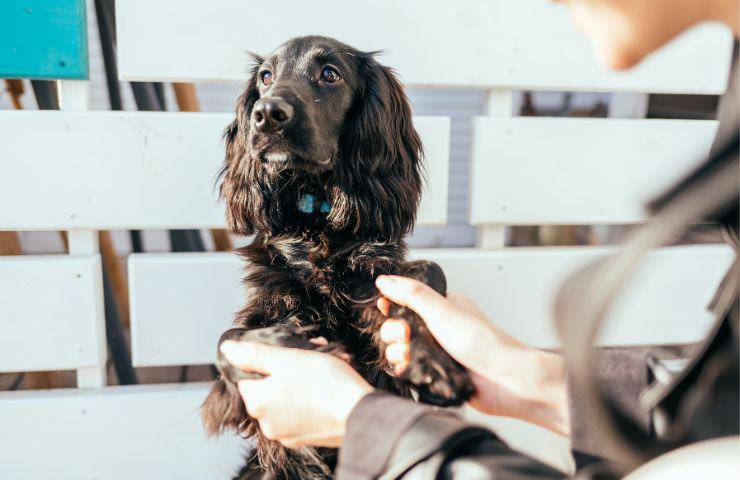 Cane ignora donna