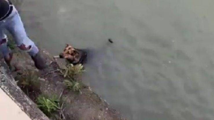 cane dace nel canale