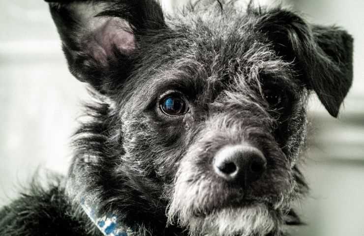 Cane invecchiato di colpo