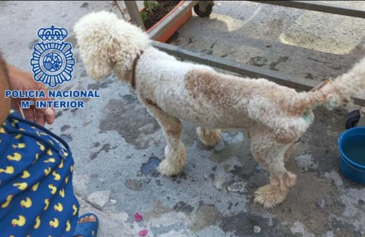 l dramma di Snoopy