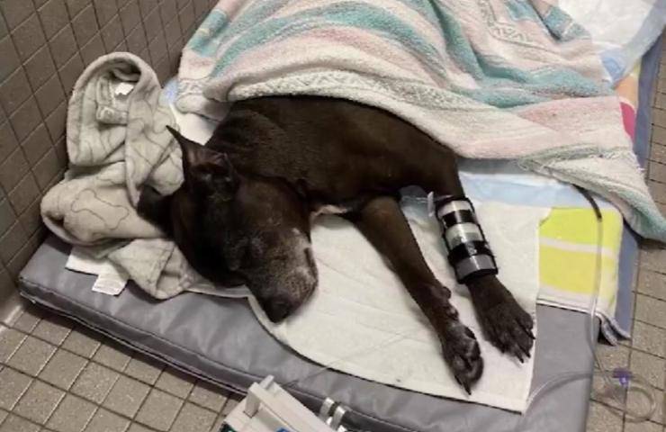 Picchia il cane e gli lega una cinghia al collo