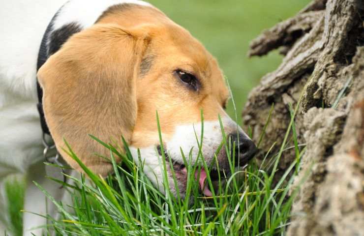 Cane mangia erba