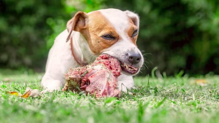 Cane mangia un pezzo di carne