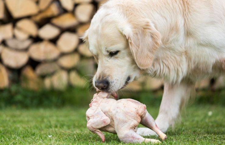 Carne bianca al cane