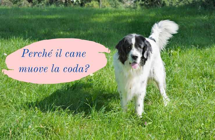 Cane muove la coda