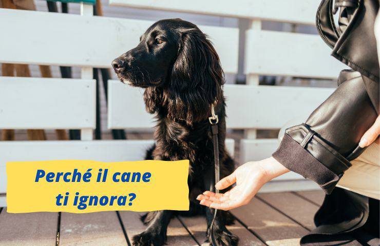 Cane non presta attenzione alla donna