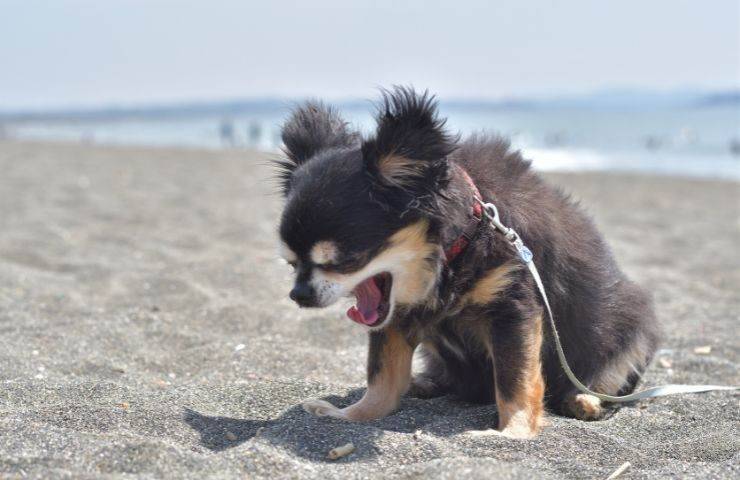 Cane ha difficoltà a respirare