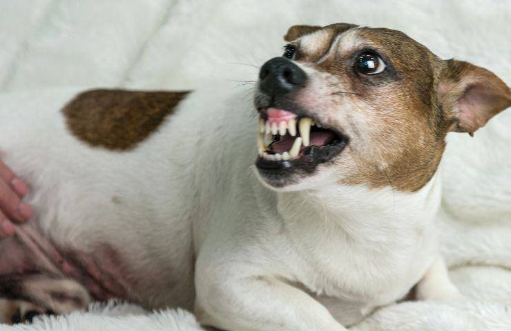 Cane piccolo