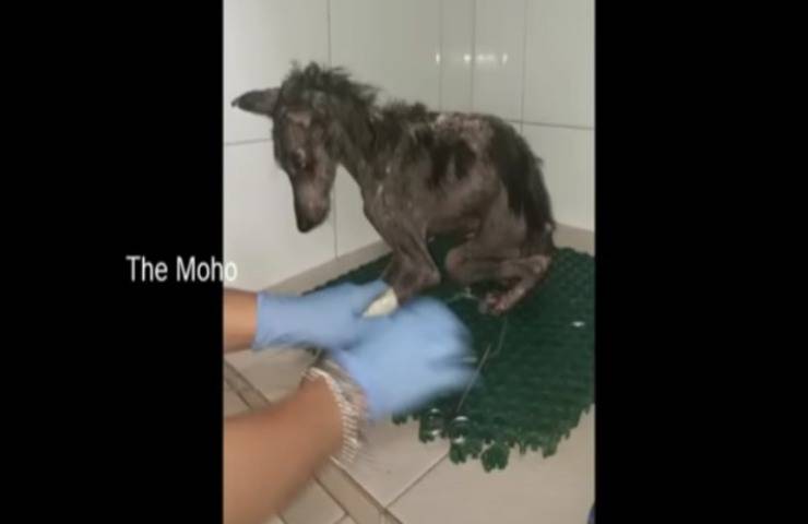 Cane scheletrico in fin di vita stava