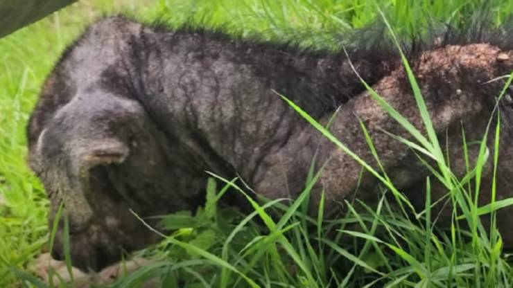 Cane ritrovato sul ciglio della strada oipa