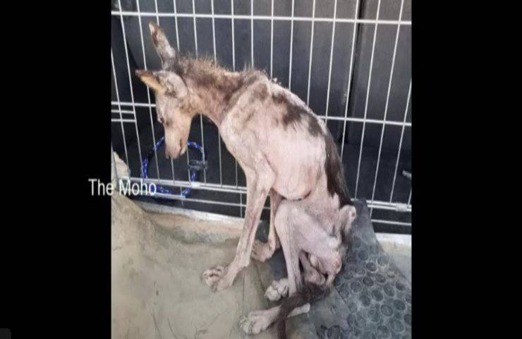 Cane scheletrico in fin di vita stava