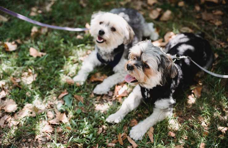 Cani con le zampe nel terreno