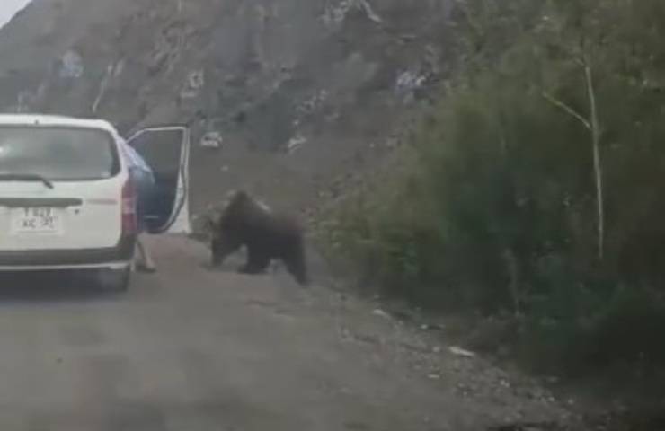 uomo da cibo a orso