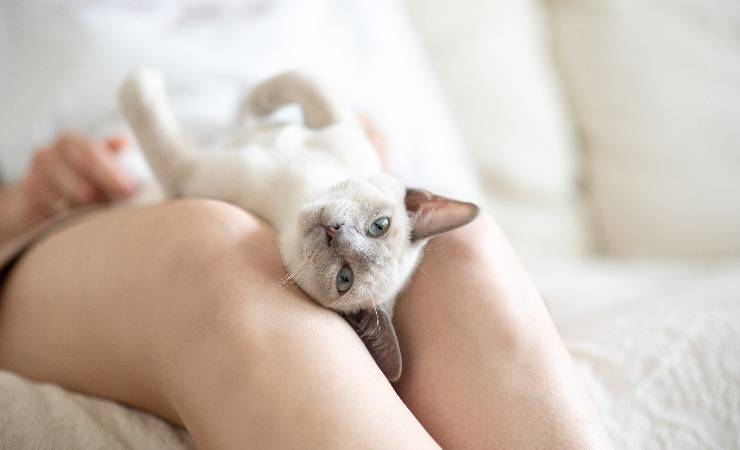 gatto e padrona