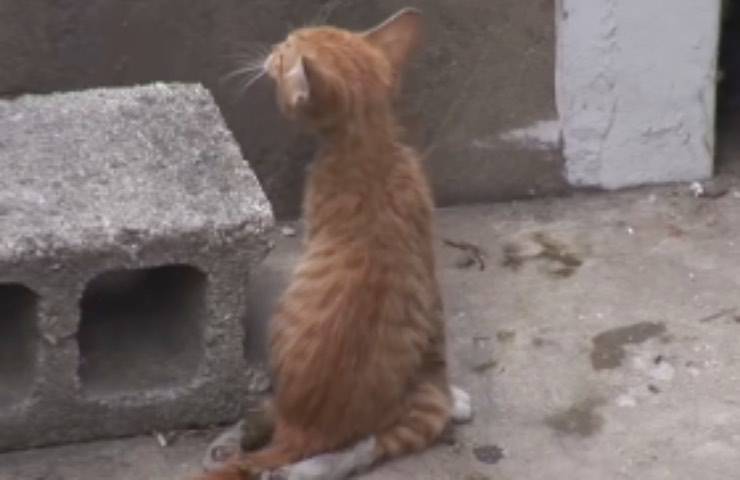 gattino attesa mamma gatta
