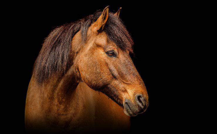 cavallo al buio