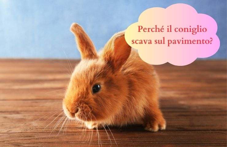 Coniglio sul pavimento