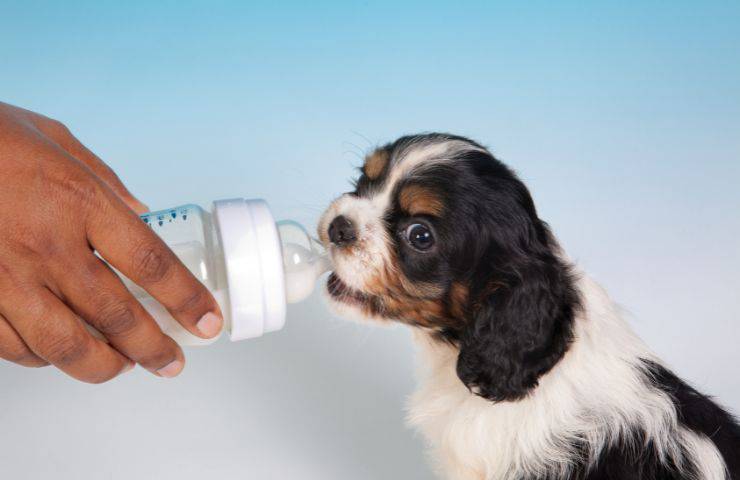 Cucciolo di cane beve