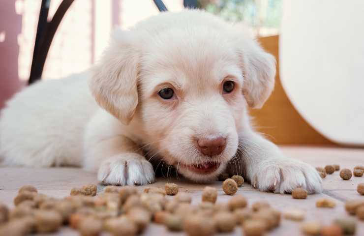 Cucciolo di cane e croccantini