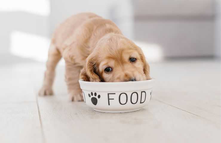 Cucciolo mangia