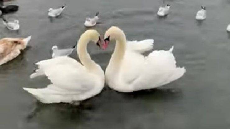 Danza dei cigni