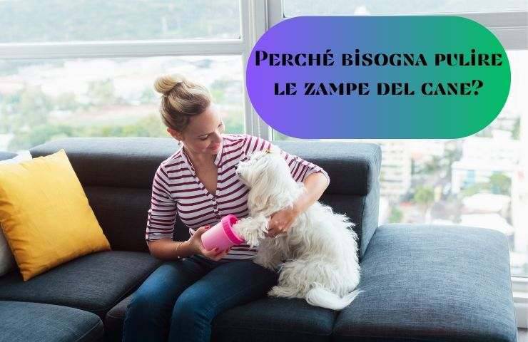 Donna pulisce zampe al cane
