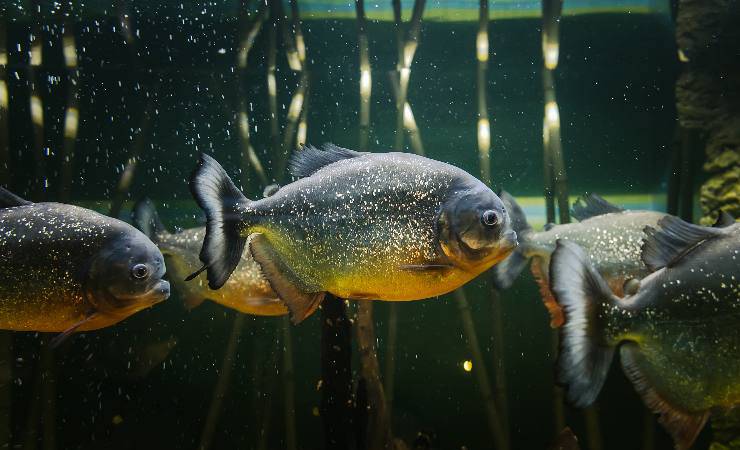 piranha