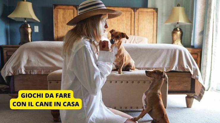 giochi cane casa
