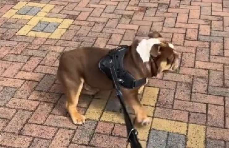 bulldog inglese carattere