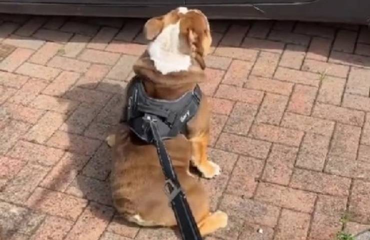 cane esige le coccole in passeggiata