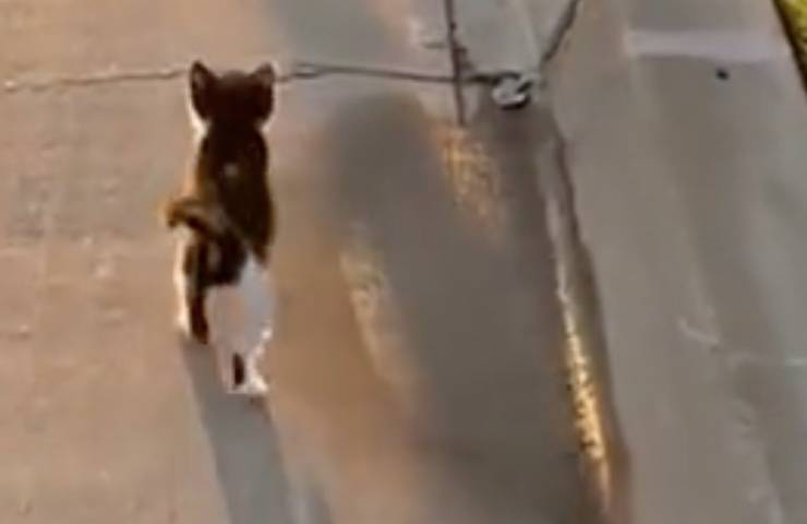 gatto passeggia giovani studenti