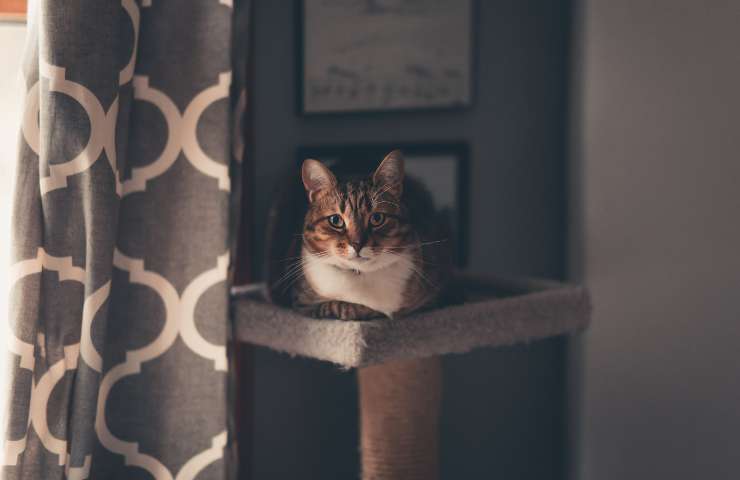 Gatto attento