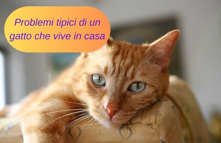 Gatto chiuso in casa