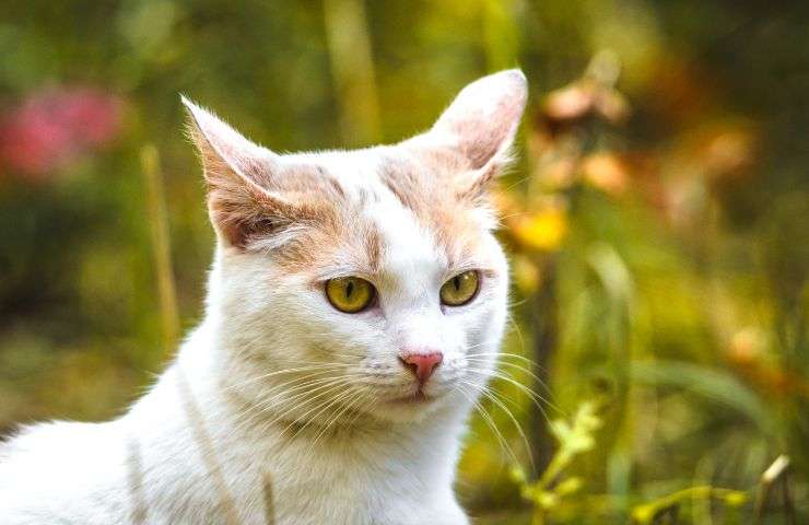 Felino posiziona le sue orecchie all'indietro
