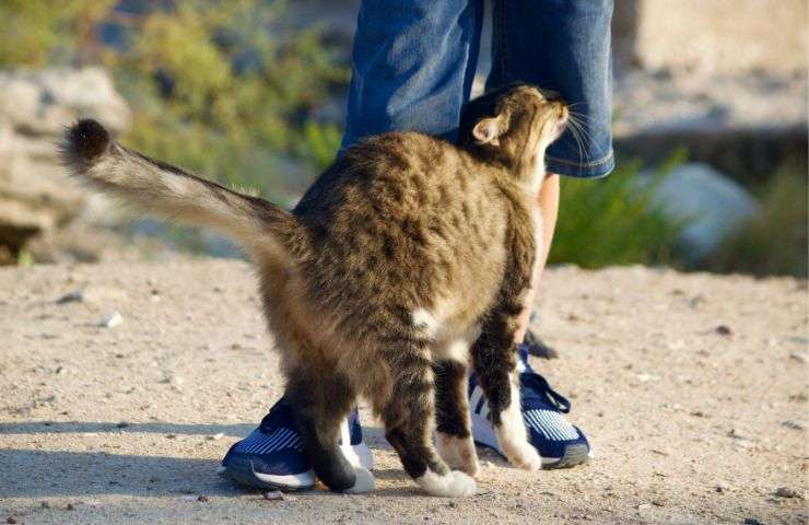 Gatto dà la testata