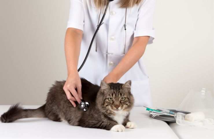 Gatto dal veterinario 