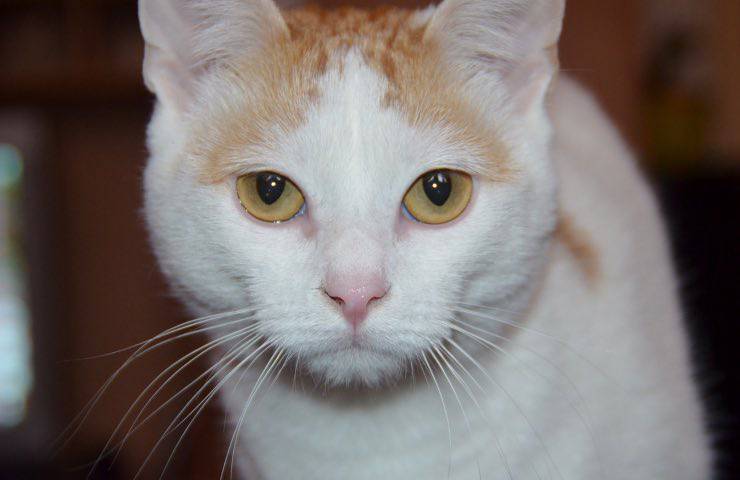 gatto scomparso sguardo serio